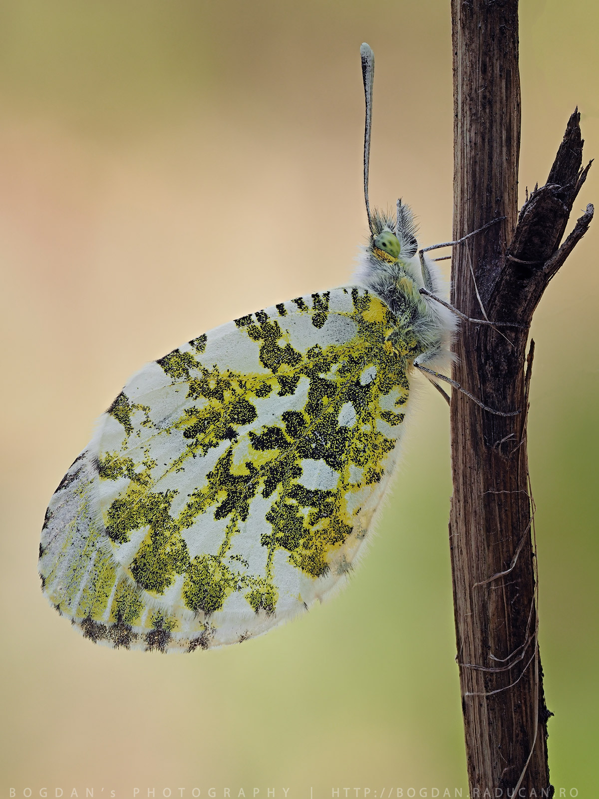 Anthocharis Cardamines